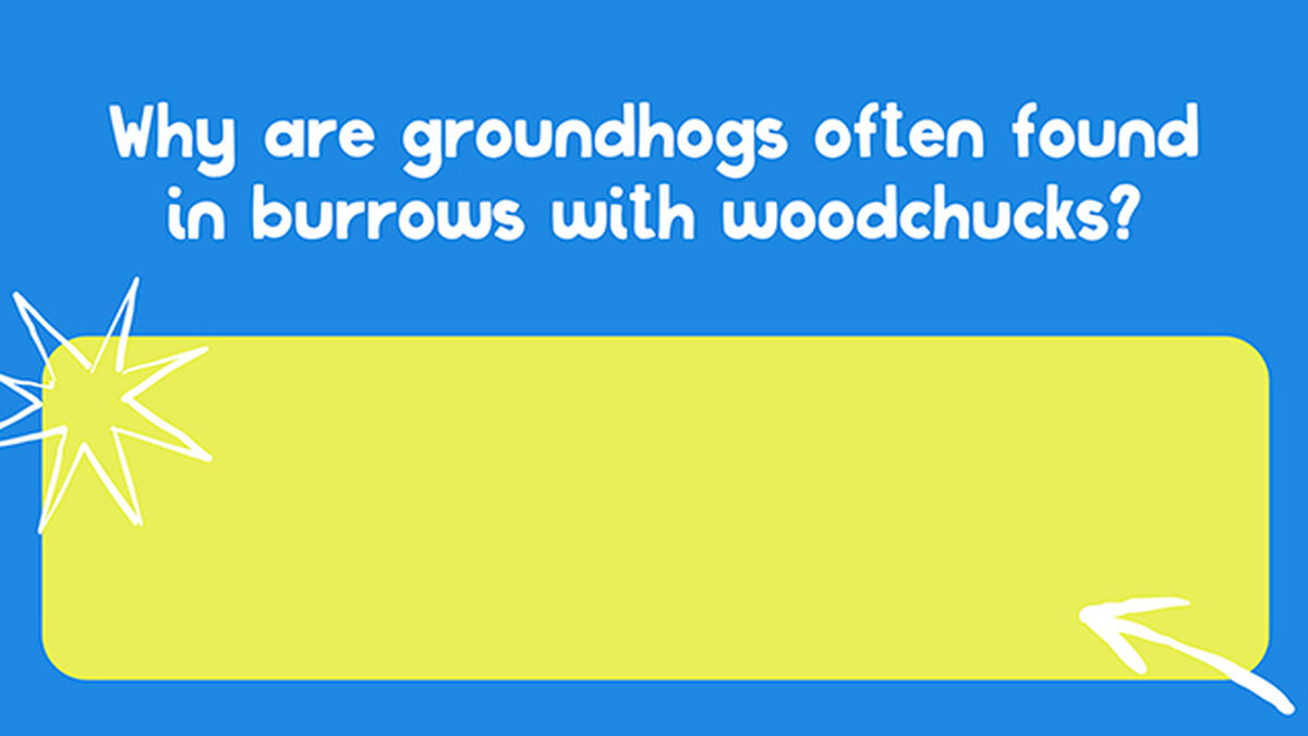 Don't Get Tricked image number null